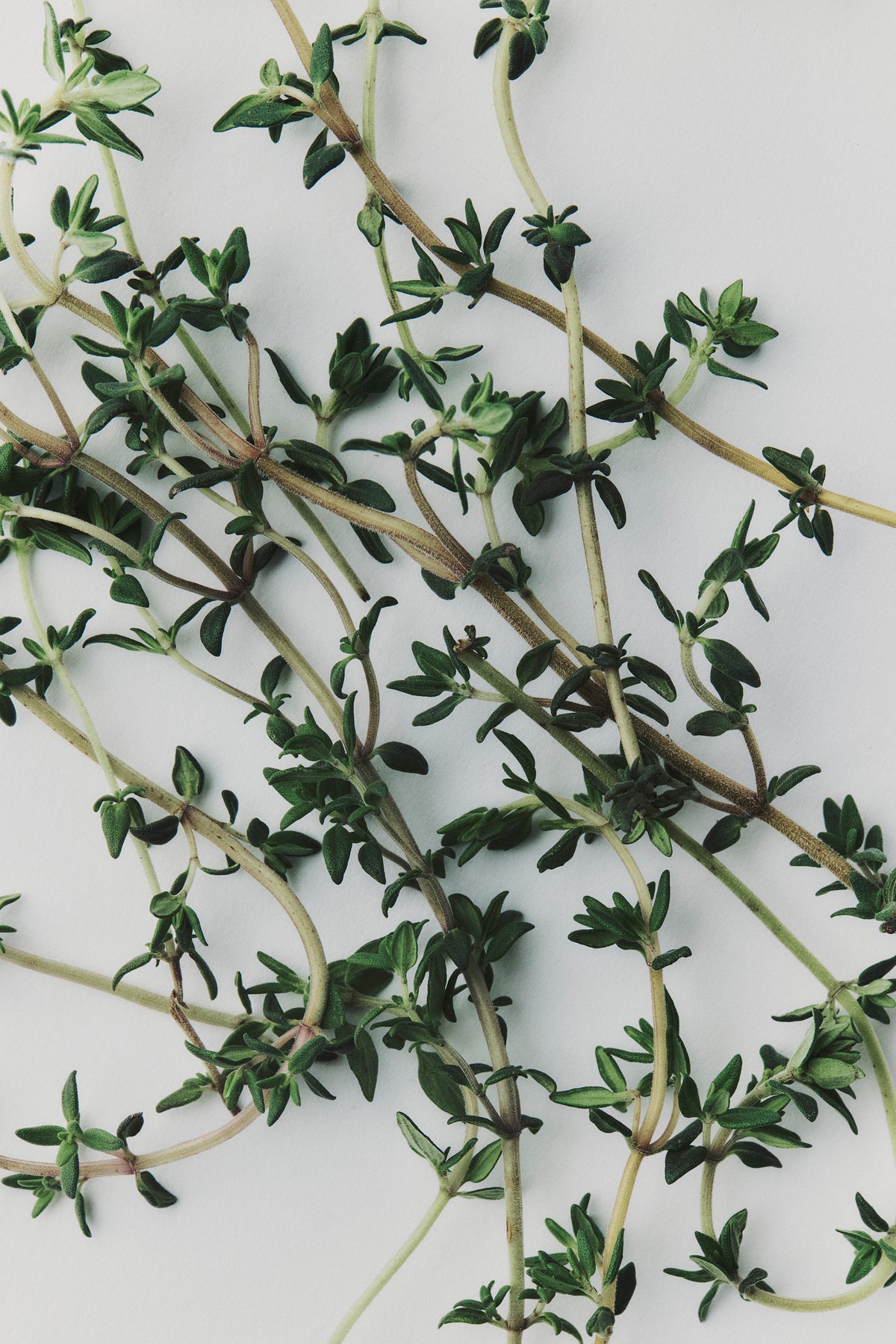 Australian Made Vetiver & Thyme Body Care Duet