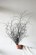 Dried Corokia - Natural - image 1