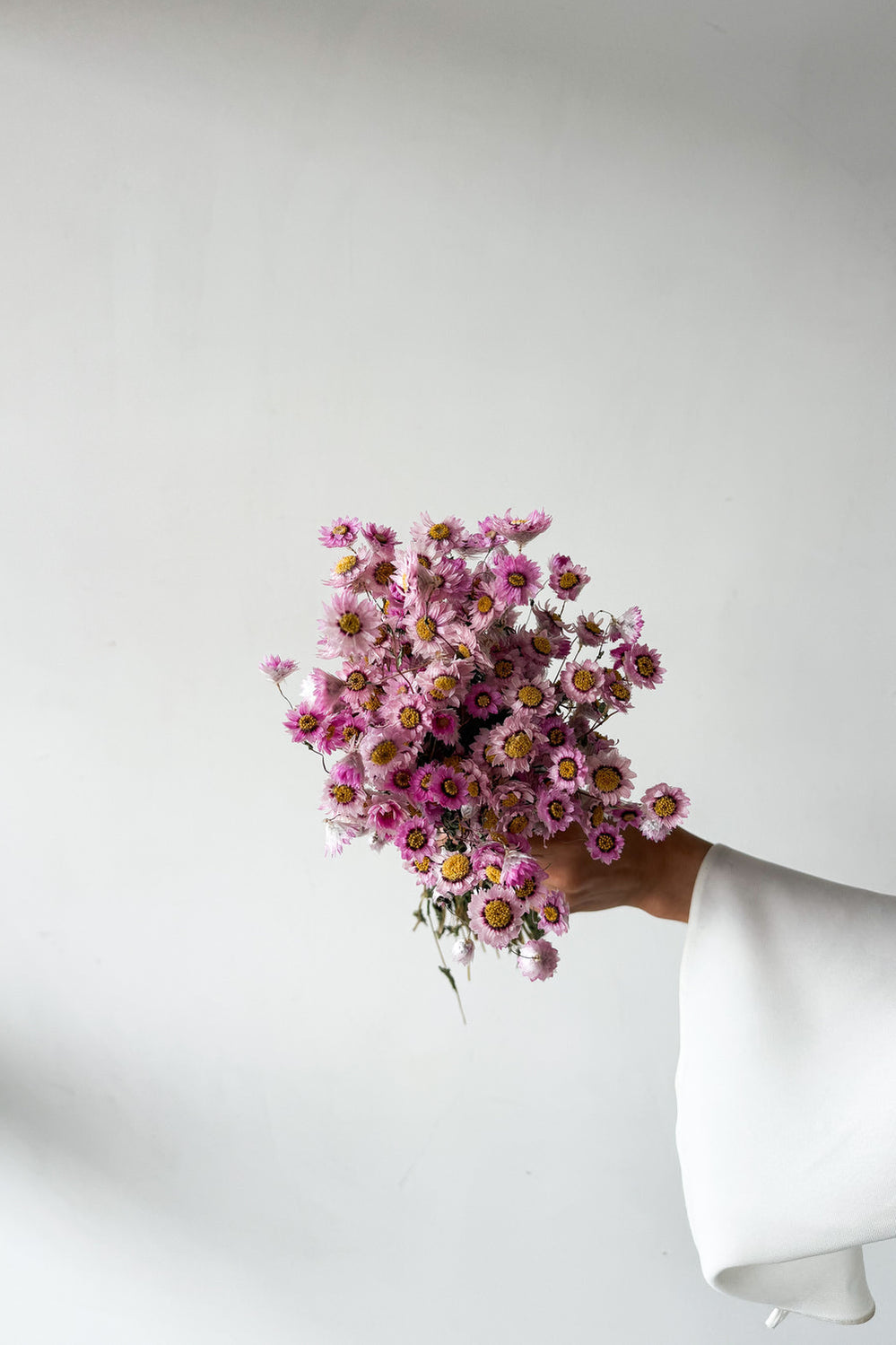 Dried Daisy Bunch - Blossom - image 1