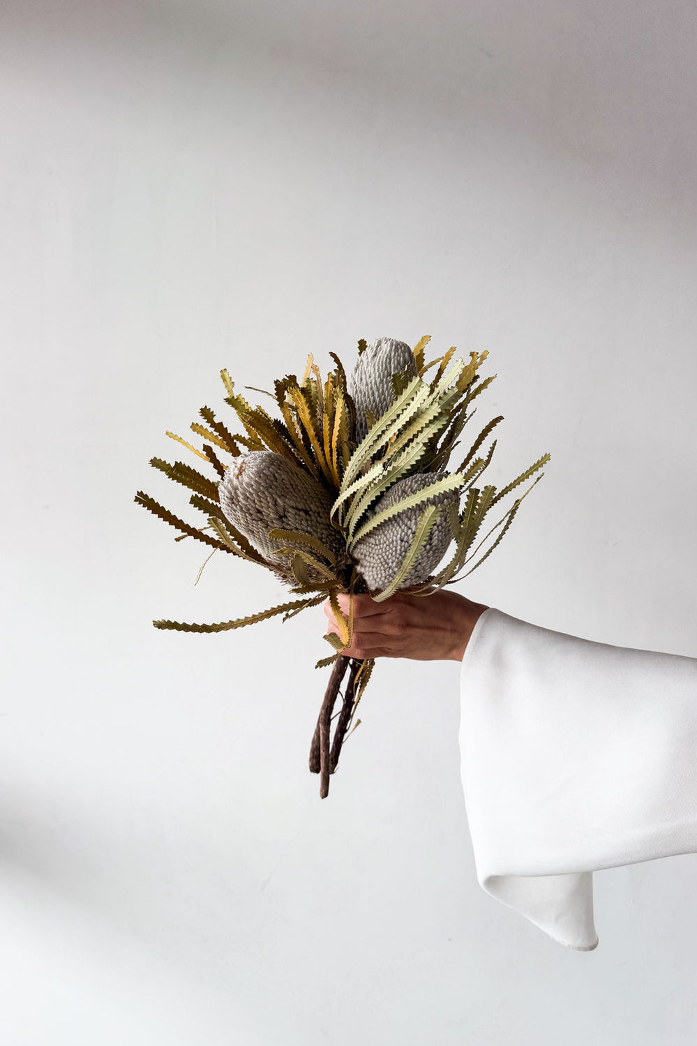 Dried Native Banksia 3 Stems - Natural - image 1